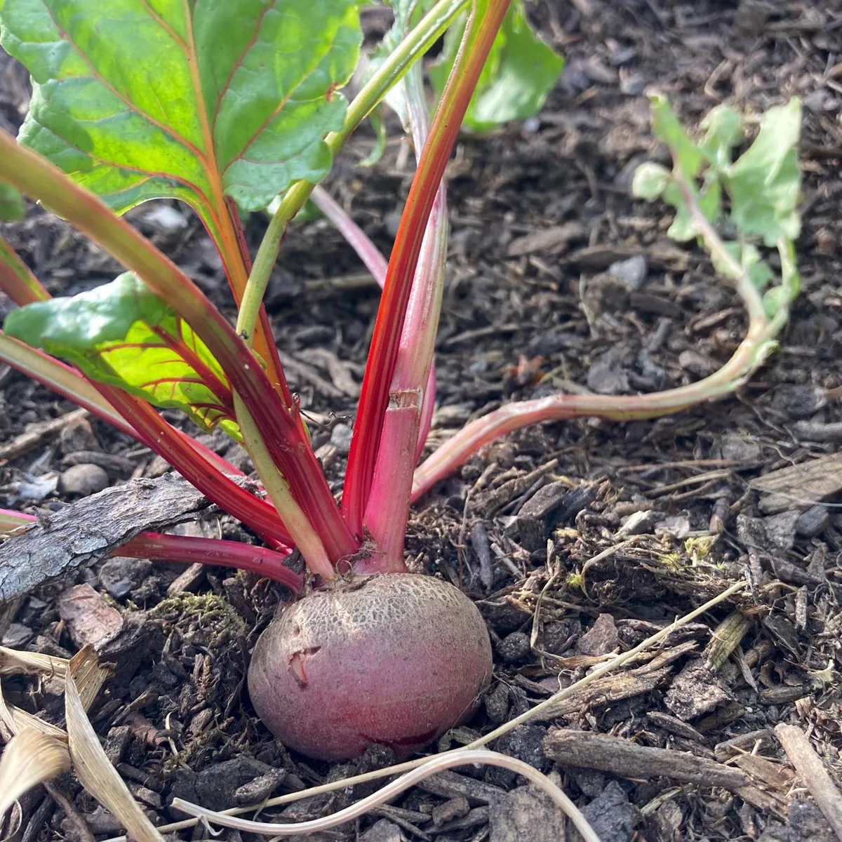 Rote Bete 'Tonda di Chioggia' (Beta vulgaris) Samen