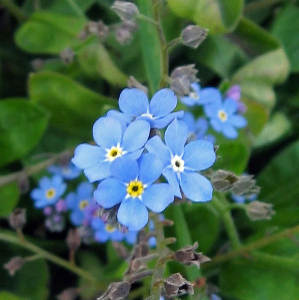 Wildblumen-Mischung (10g passend für ca. 5m² Fläche) Bio