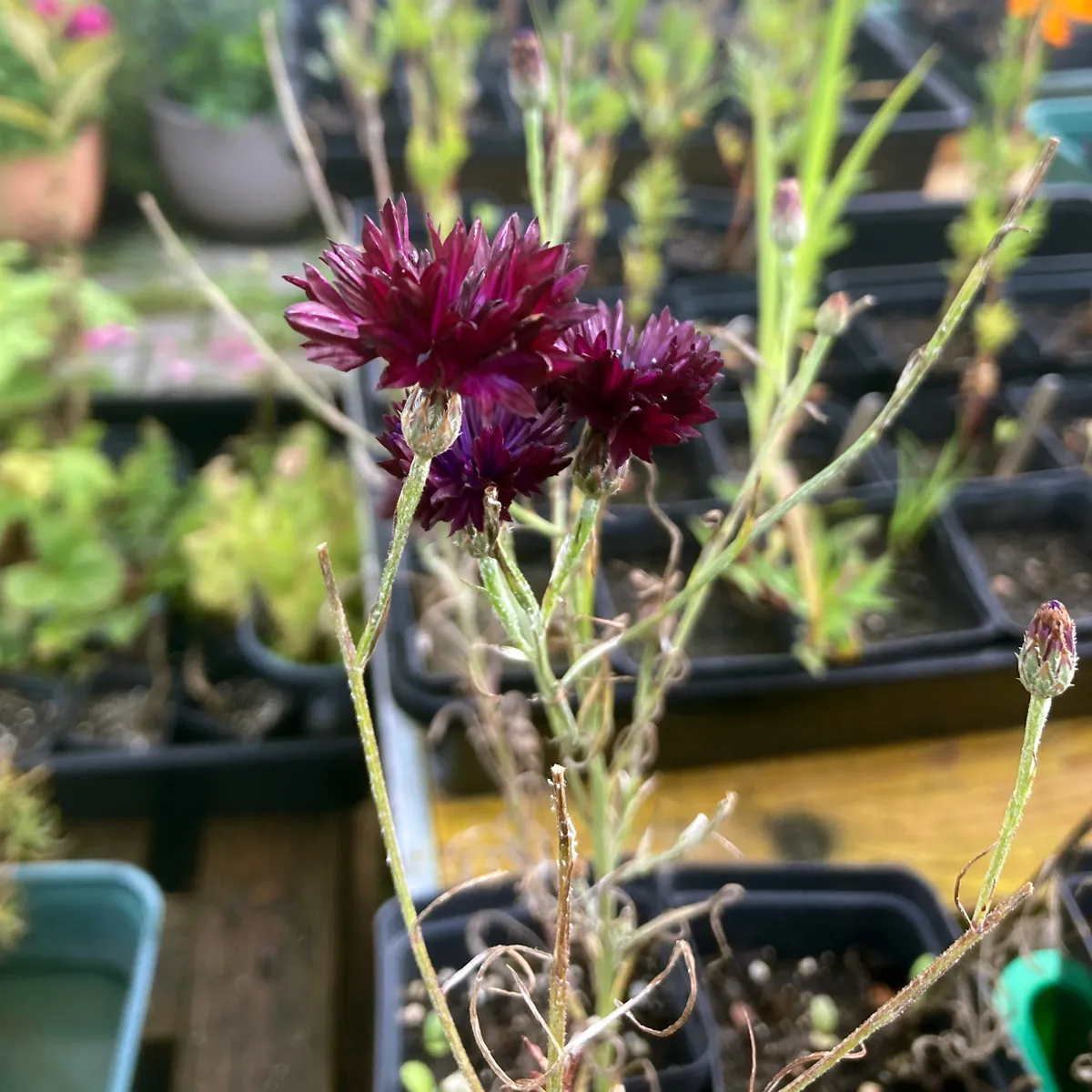 Dunkelviolette Kornblume 'Black Ball' (Centaurea cyanus) Samen