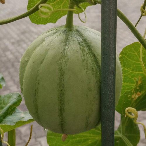 Zuckermelone (Cucumis melo) mit grün gestreifter Schale an der Rankhilfe