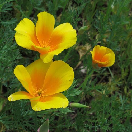 Gelb-orange Blüten von Kalifornischem Goldmohn (Eschscholzia californica)