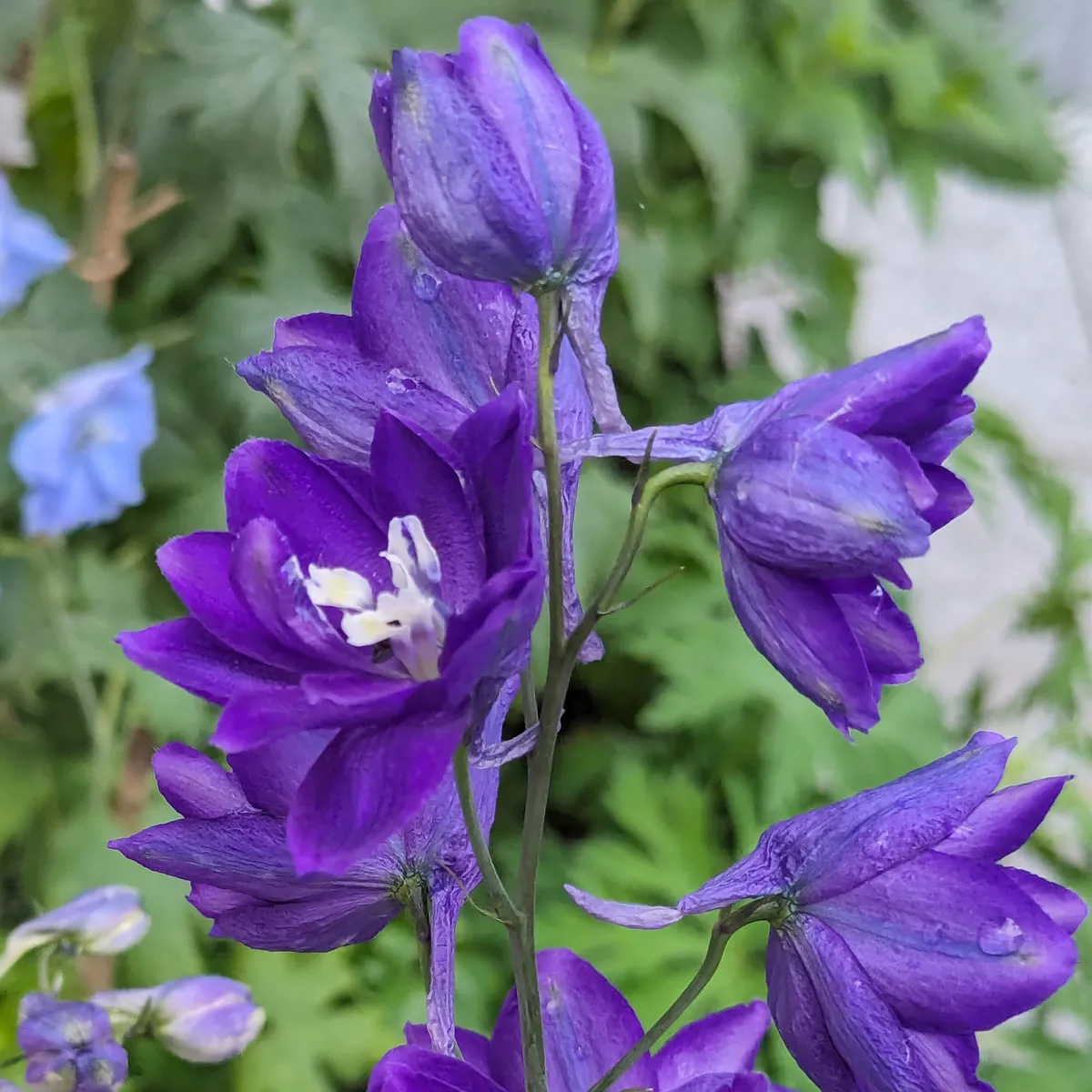 Pazifischer Hoher Rittersporn 'Magic Fountains-Dark Blue' (Delphinium cultorum) Samen