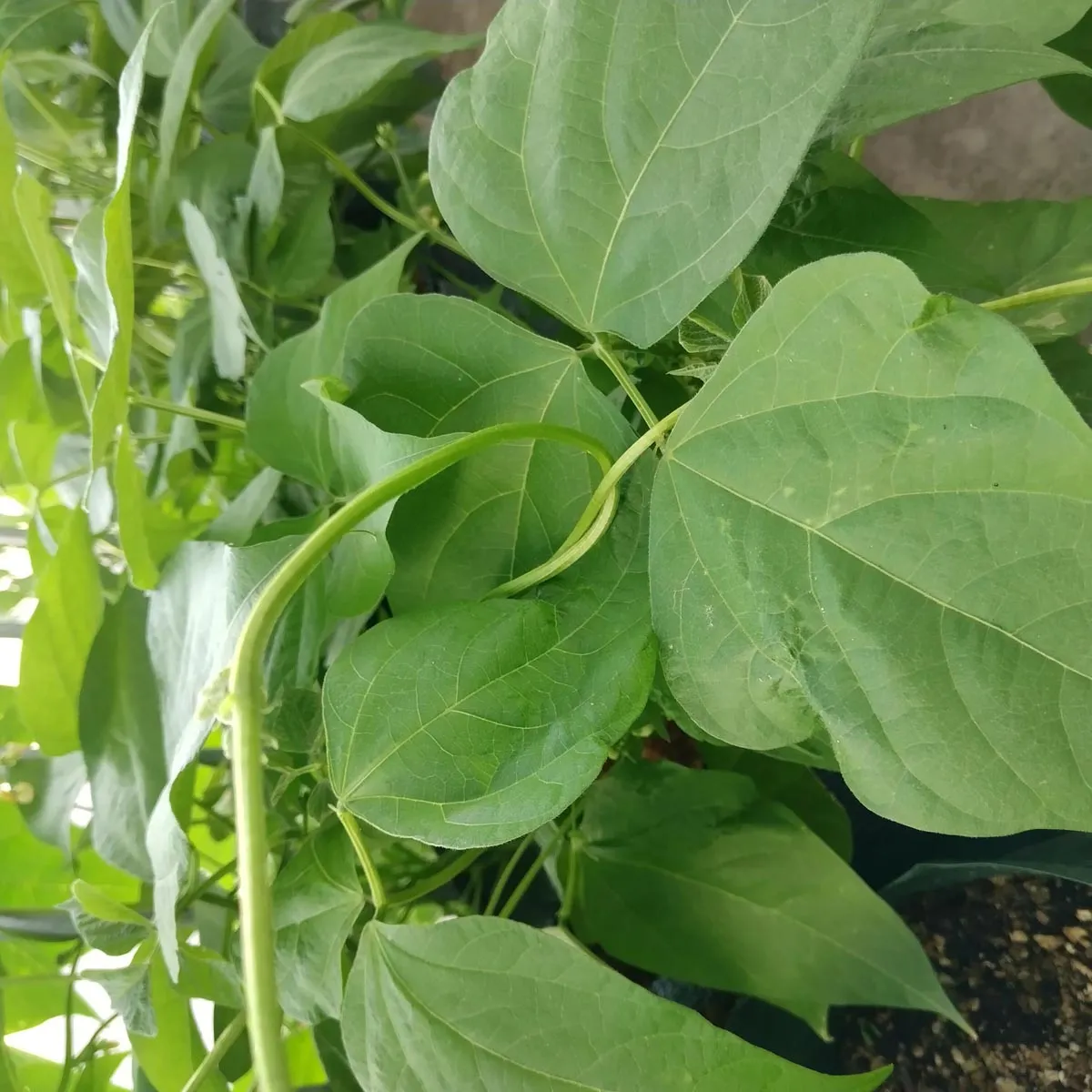 Buschbohne 'Saxa' (Phaseolus vulgaris) Bio Saatgut