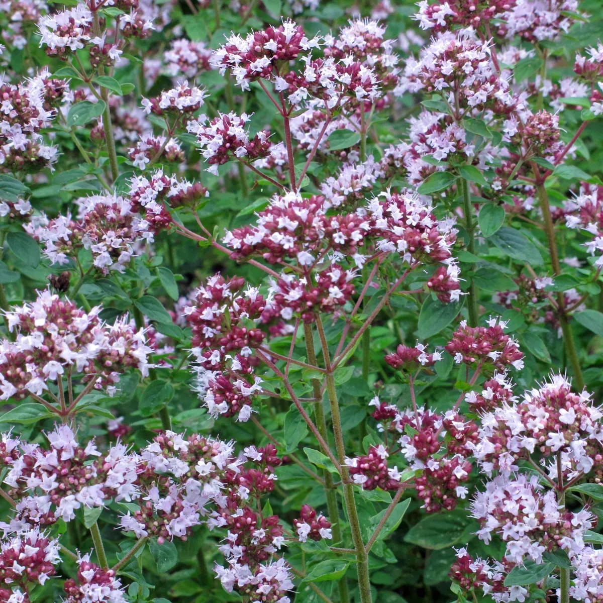 Oregano (Origanum vulgare) Samen