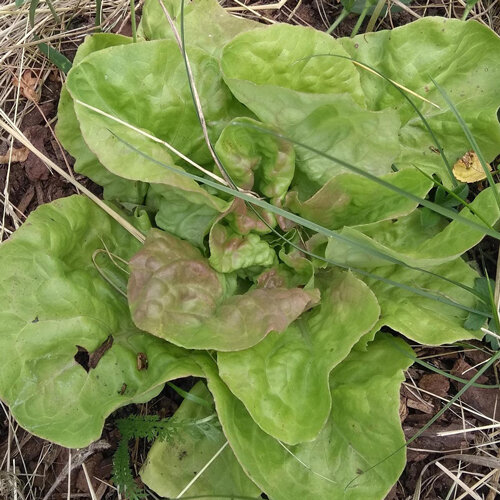 Butterkopfsalat mit weichen, hellgrünen Blättern im Beet
