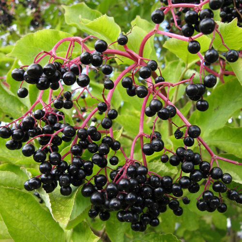 Reife schwarze Holunderbeeren an roten Fruchtständen im Frühherbst