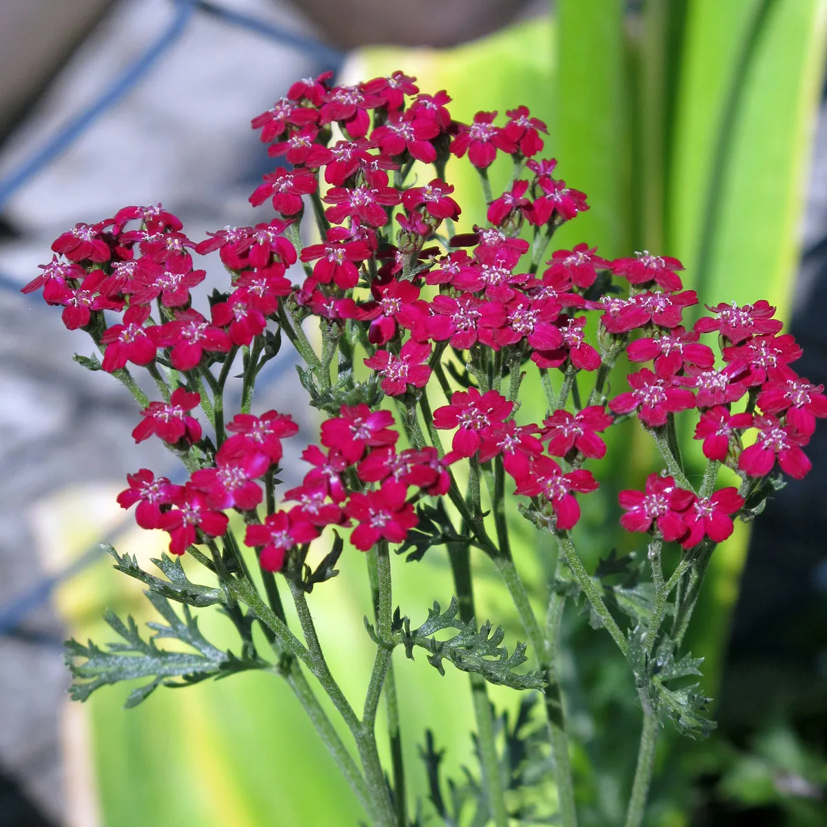 Rote Scharfgarbe 'Kirschkönigin' (Achillea millefolium) Samen