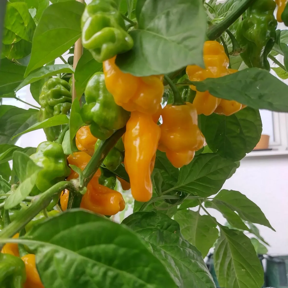 Milder Chili 'Trinidad Perfume' (Capsicum chinense ) Samen