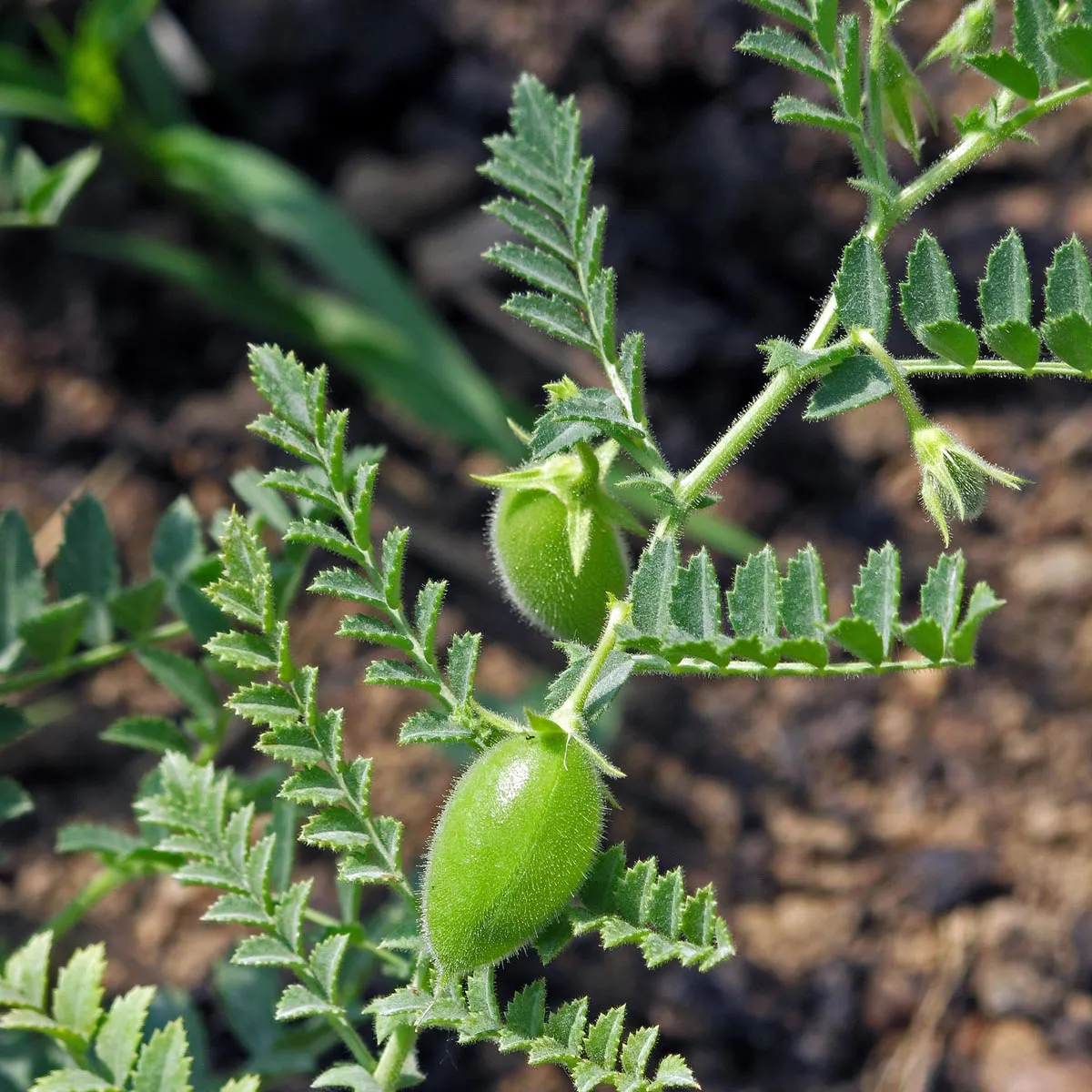 Kichererbse 'Ares' (Cicer arietinum) Samen