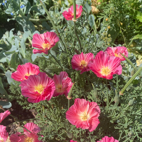 Kalifornischer Goldmohn (Eschscholzia californica) mit rosa Blüten und gelber Mitte