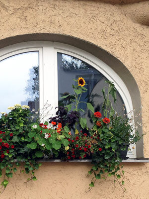 Bepflanzter Balkonkasten mit Sonnenblume, roten Blüten und Hängepflanzen vor einem Rundbogenfenster