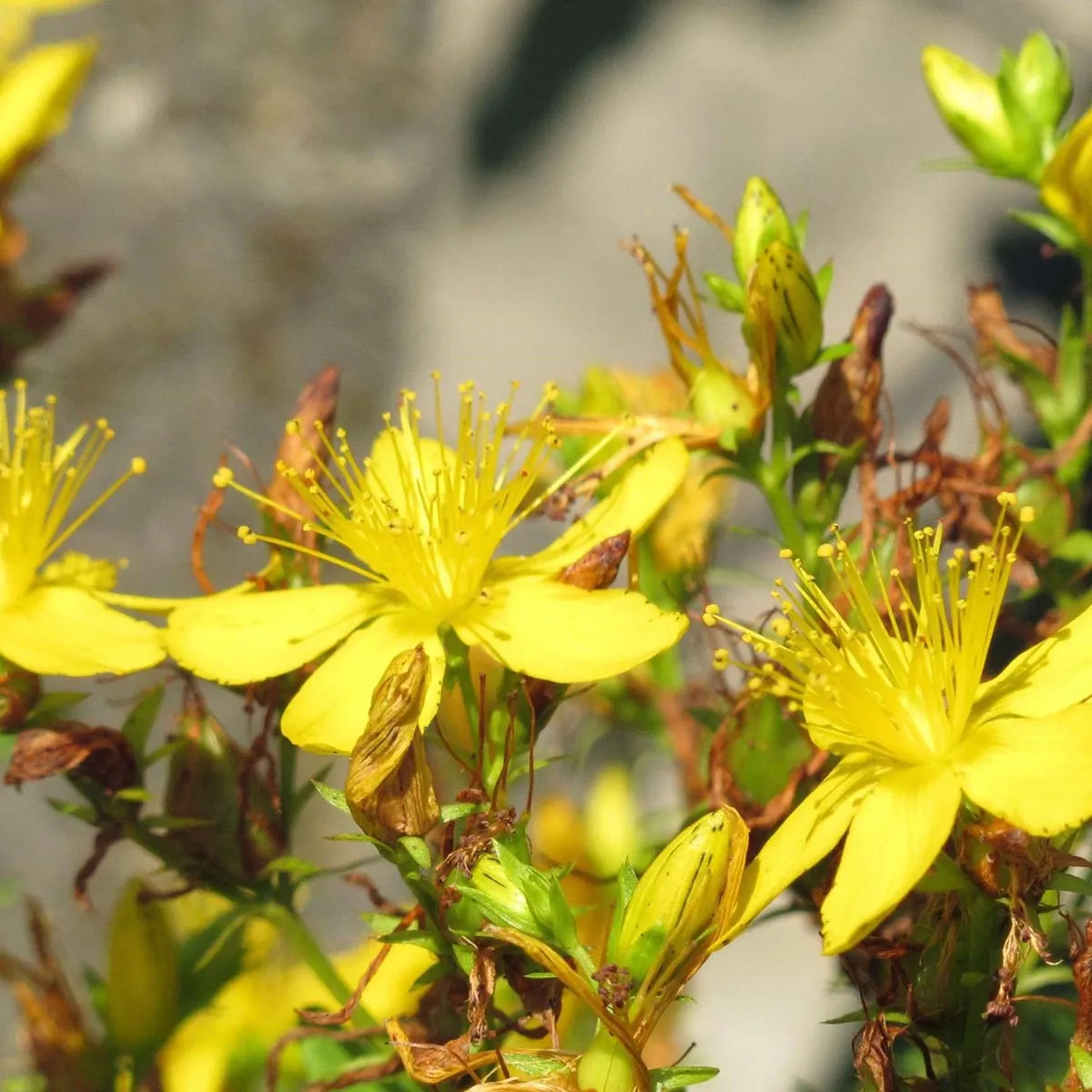 Wildblumen-Mischung (10g passend für ca. 5m² Fläche) Bio