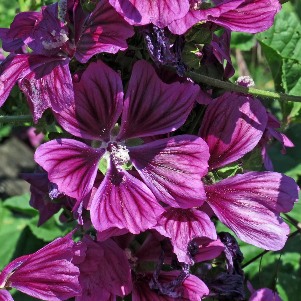 Mauretanische Malve (Malva sylvestris ssp. mauritiana) Bio