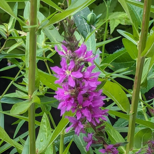 Blutweiderich (Lythrum salicaria) mit purpurner Blütenähre