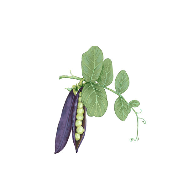 Illustration: Kapuzinererbse mit violetten Hülsen, eine davon geöffnet mit grünen Erbsen