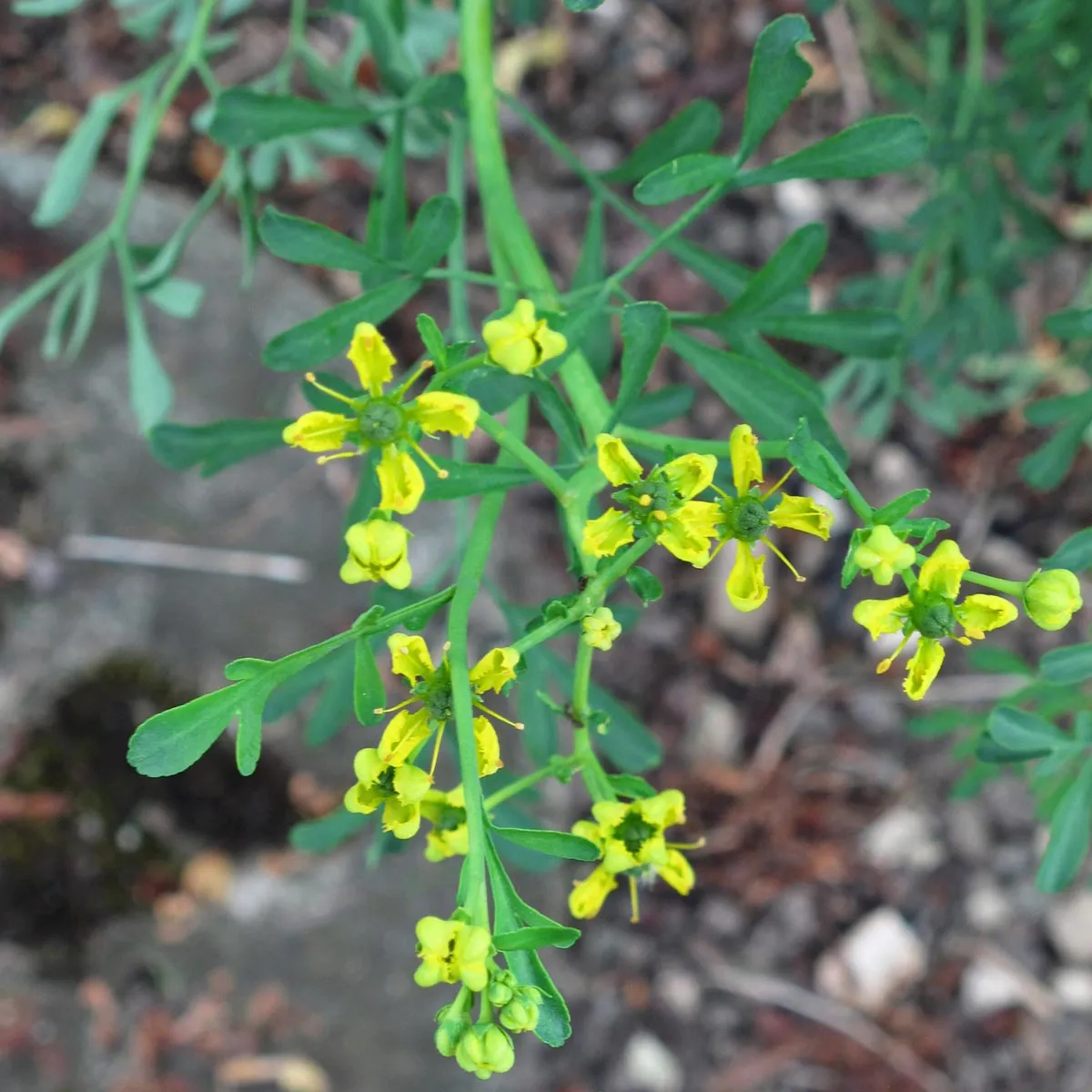 Weinraute (Ruta graveolens) Samen