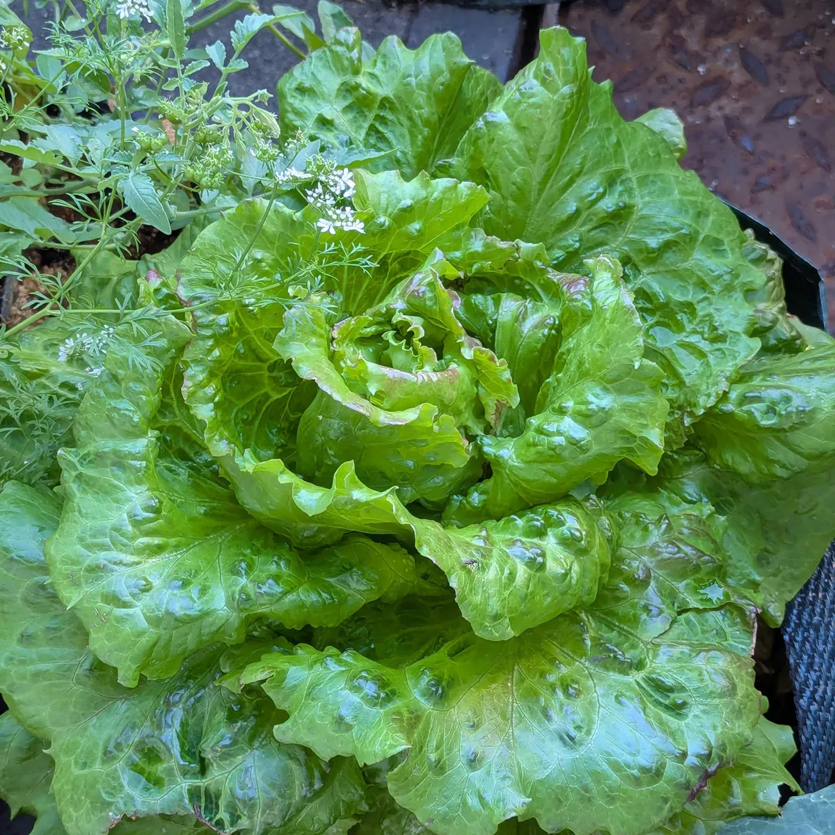 Bataviasalat 'Maravilla de Verano' (Lactuca sativa) Samen