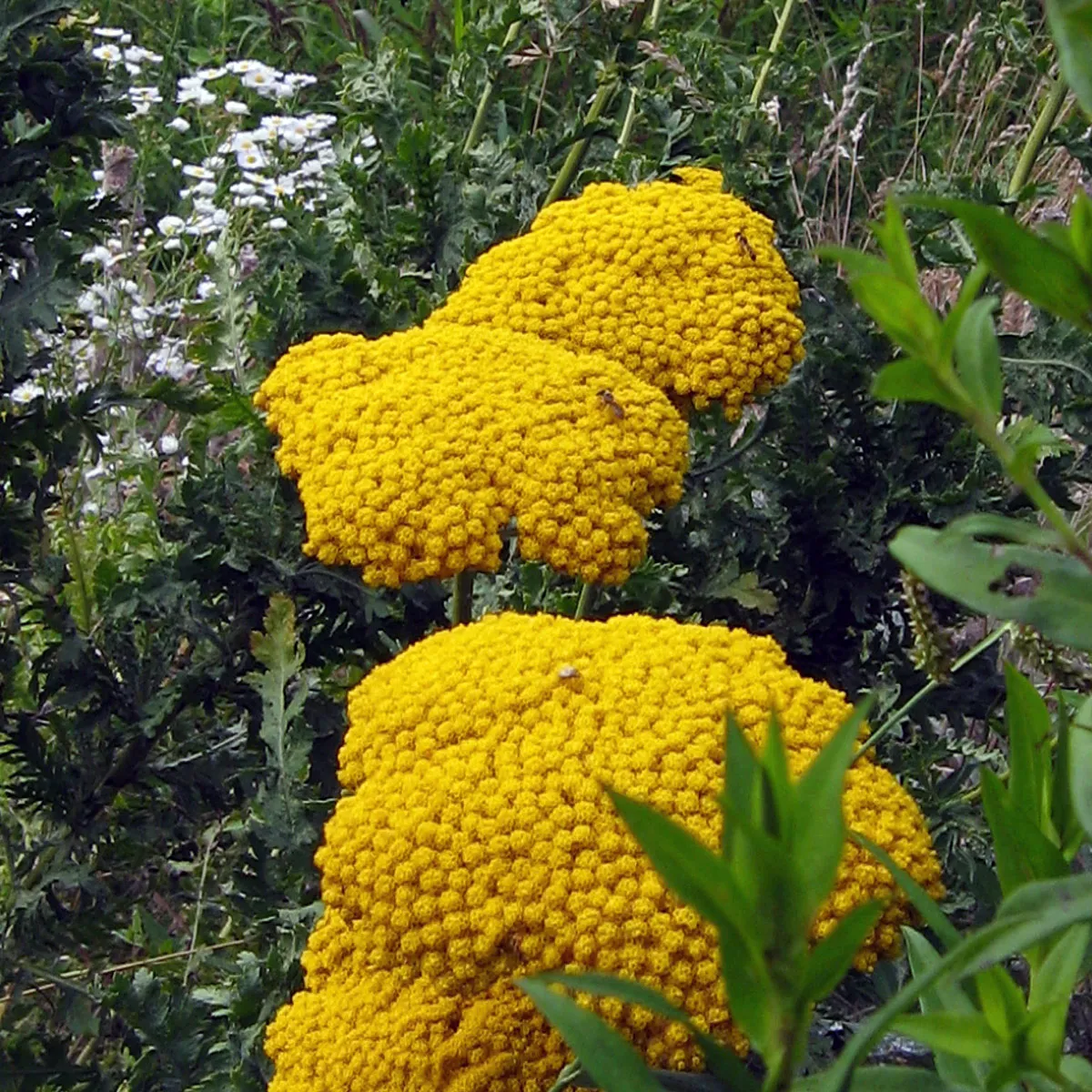 Hohe Gold-Garbe 'Cloth of Gold' (Achillea filipendulina) Samen