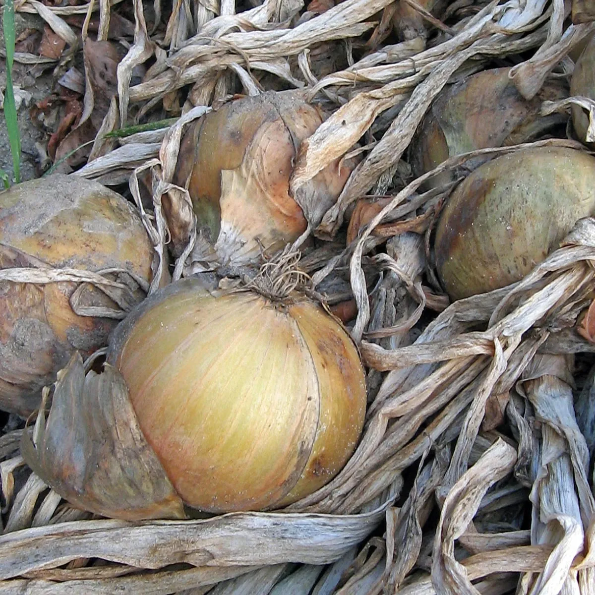 Gemüsezwiebel 'Globo' (Allium cepa) Samen