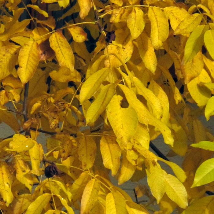 Gelb gefärbtes Walnusslaub im Herbst