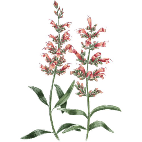 Agastache-Arten
