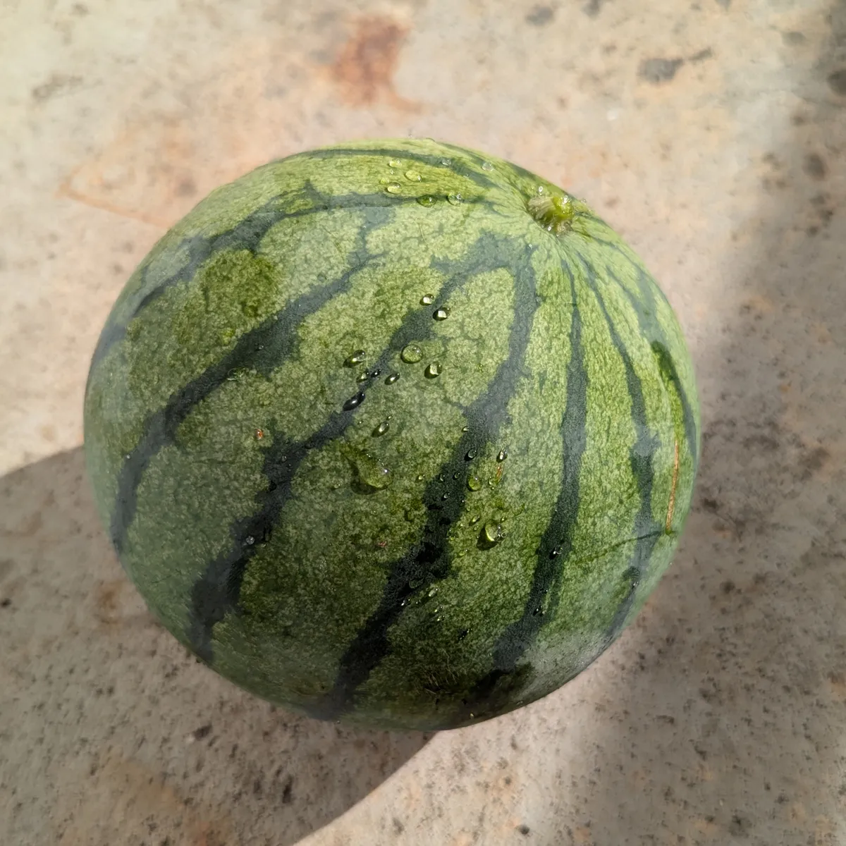 Wassermelone 'Cream of Saskatchewan' (Citrullus lanatus) Samen
