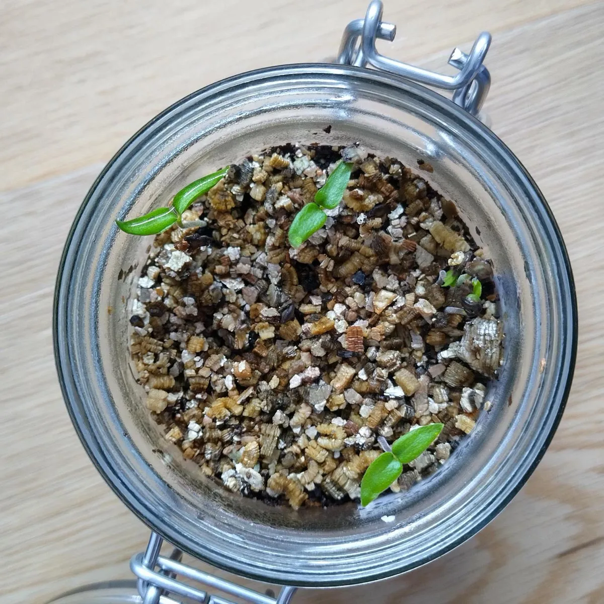 Milder Chili 'Habanada' (Capsicum chinense) Samen
