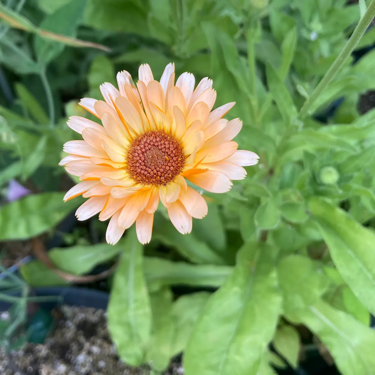 Lachsrosa Ringelblume 'Pink Surprise' (Calendula officinalis) Samen