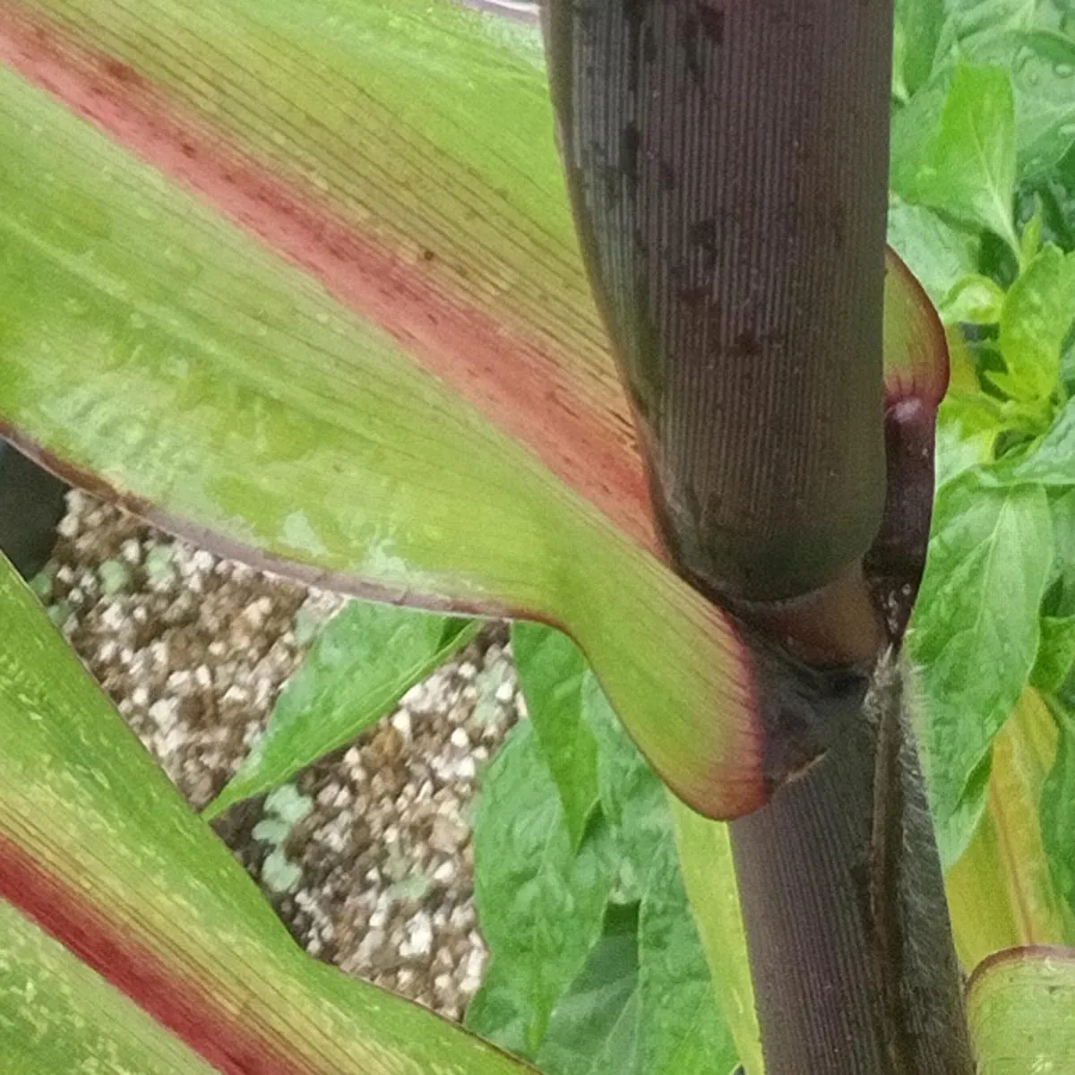 Roter Mais 'Joro' (Zea mays) Samen