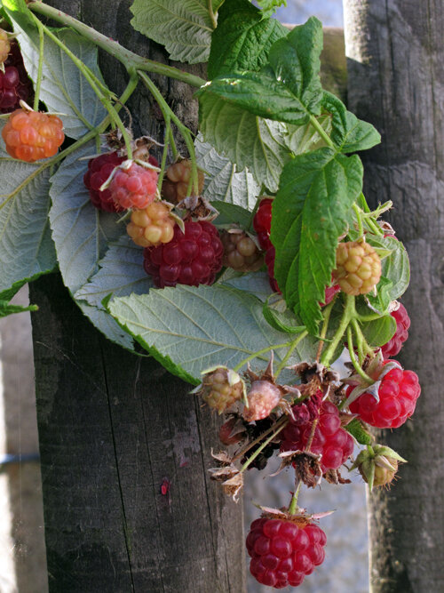 Reife und unreife Himbeeren an einem Zweig vor einem Holzzaun
