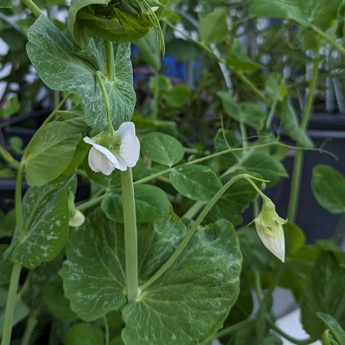 Erbse 'Corne de Belier' (Pisum sativum) Samen