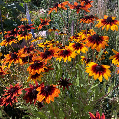 Sonnenhut 'Chocolate Orange' (Rudbeckia hirta) mit gelb und rotbraun gefärbten Blüten