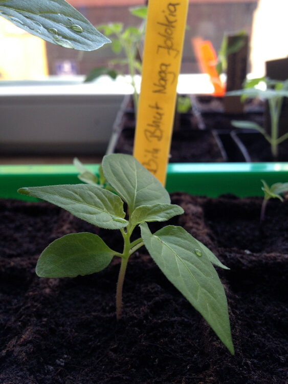 Kräftige Chili-Jungpflanze in Anzuchterde, dahinter ein Schild mit der Aufschrift Bhut Naga Jolokia