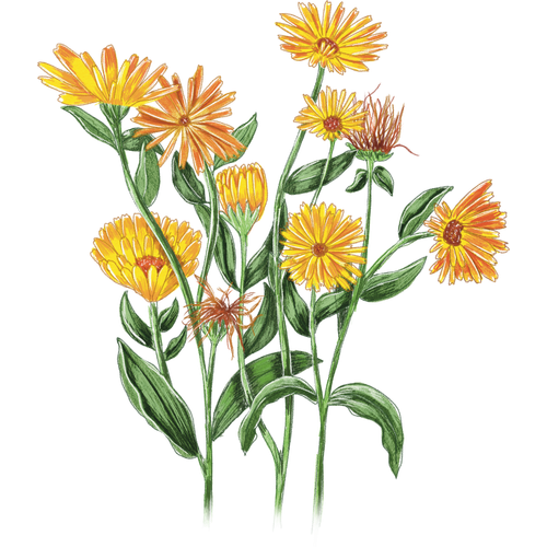 Ringelblumen