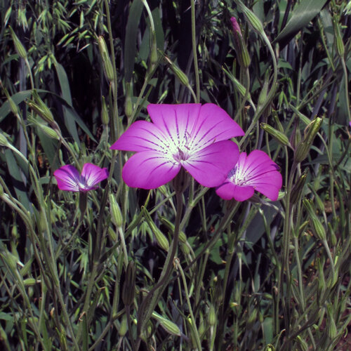 Purpurrosa Blüten der Kornrade (Agrostemma githago) zwischen Gräsern