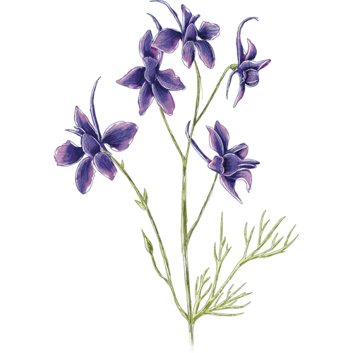 Feldrittersporn