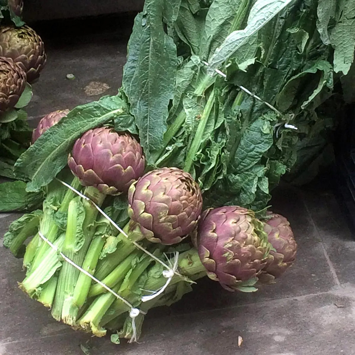 Violette Artischocke 'Violetto di Chioggia' (Cynara scolymus) Samen
