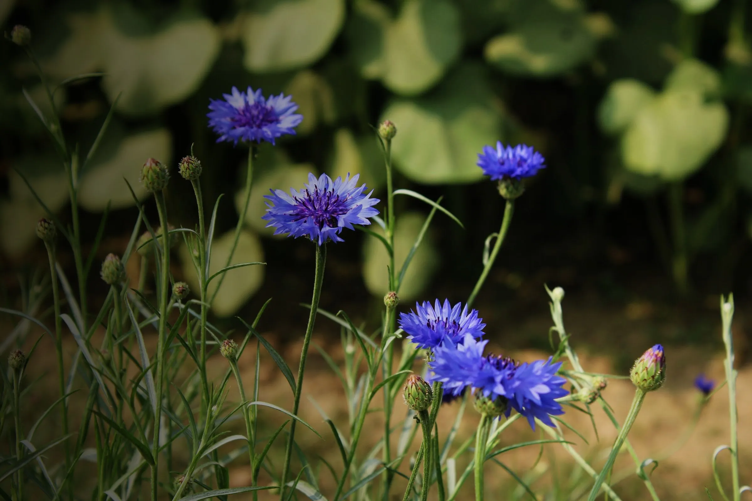 Blaue Kornblumen im Gartenbeet
