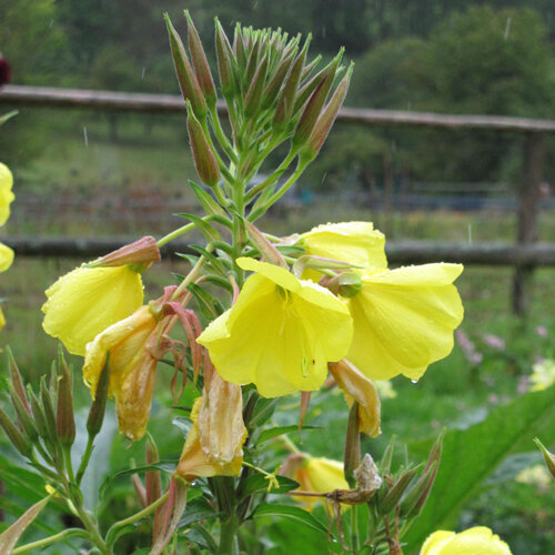 Gelbe Blüten und Knospen der Nachtkerze (Oenothera biennis)