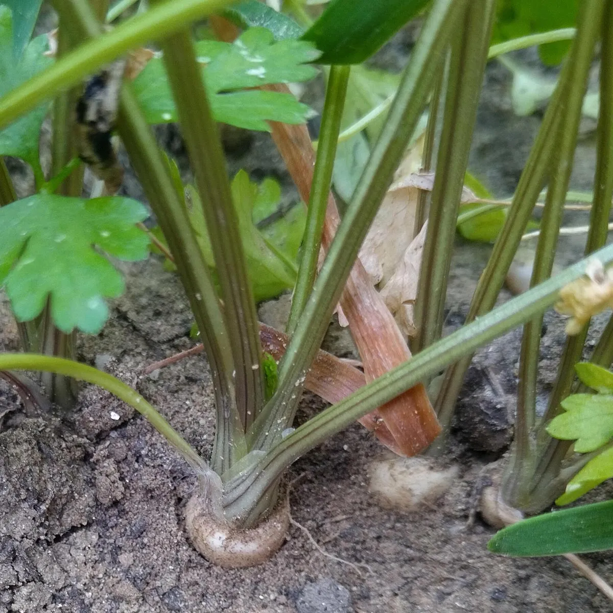 Wurzelpetersilie 'Hamburg' (Petroselinum crispum ssp. tuberosum) Samen
