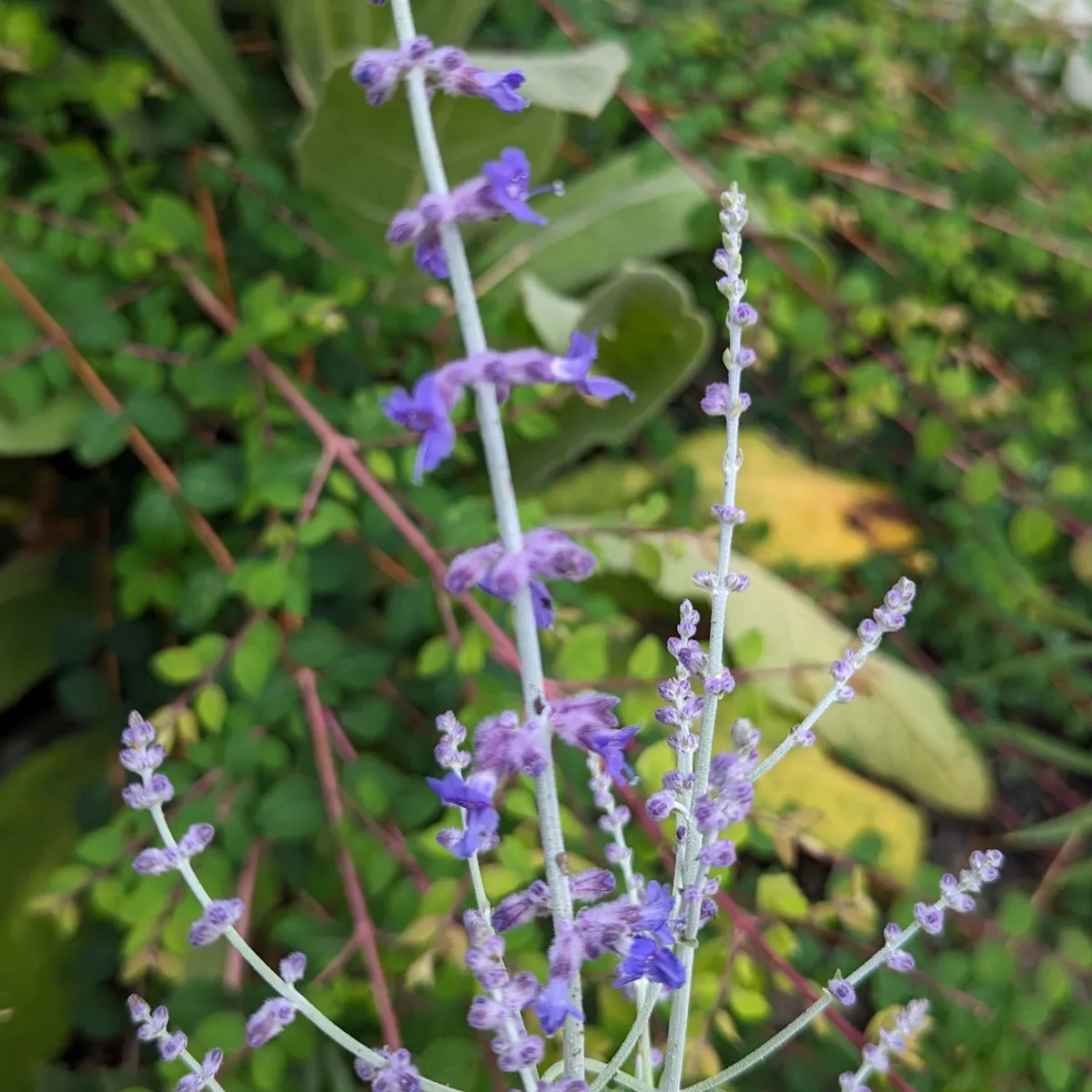 Blauraute / Silberstrauch 'Blue' (Perovskia atriplicifolia) Samen