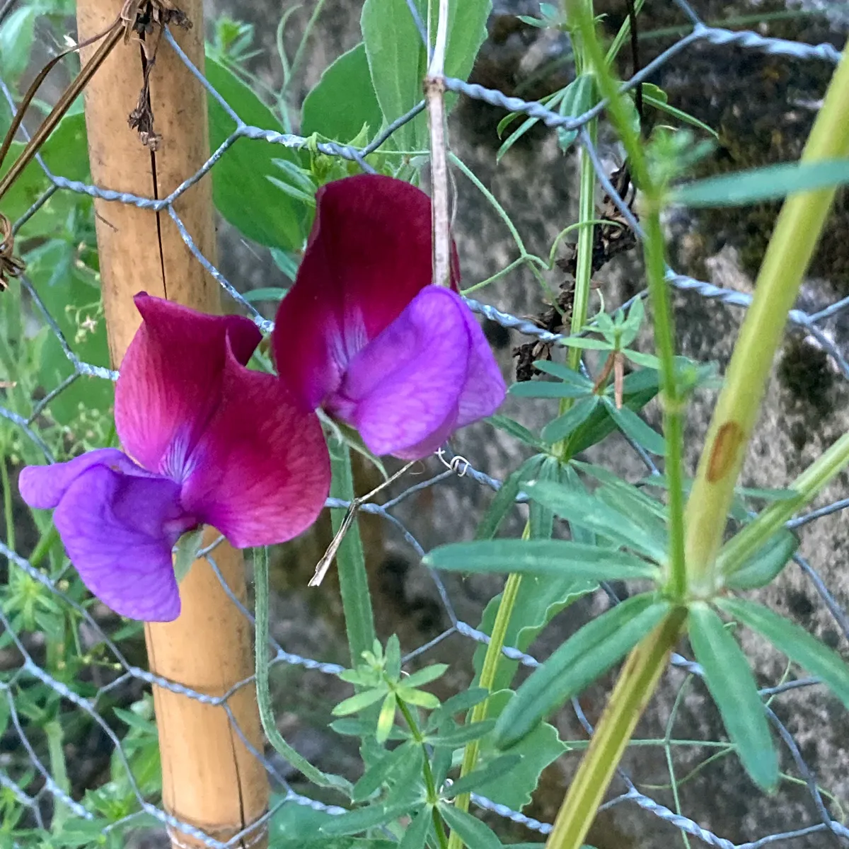 Zweifarbige Duftwicke 'Matucana' (Lathyrus odoratus) Samen