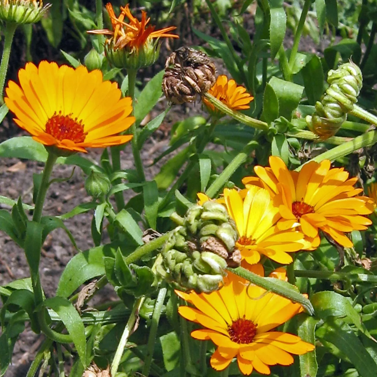 Ringelblume (Calendula officinalis) Bio Saatgut