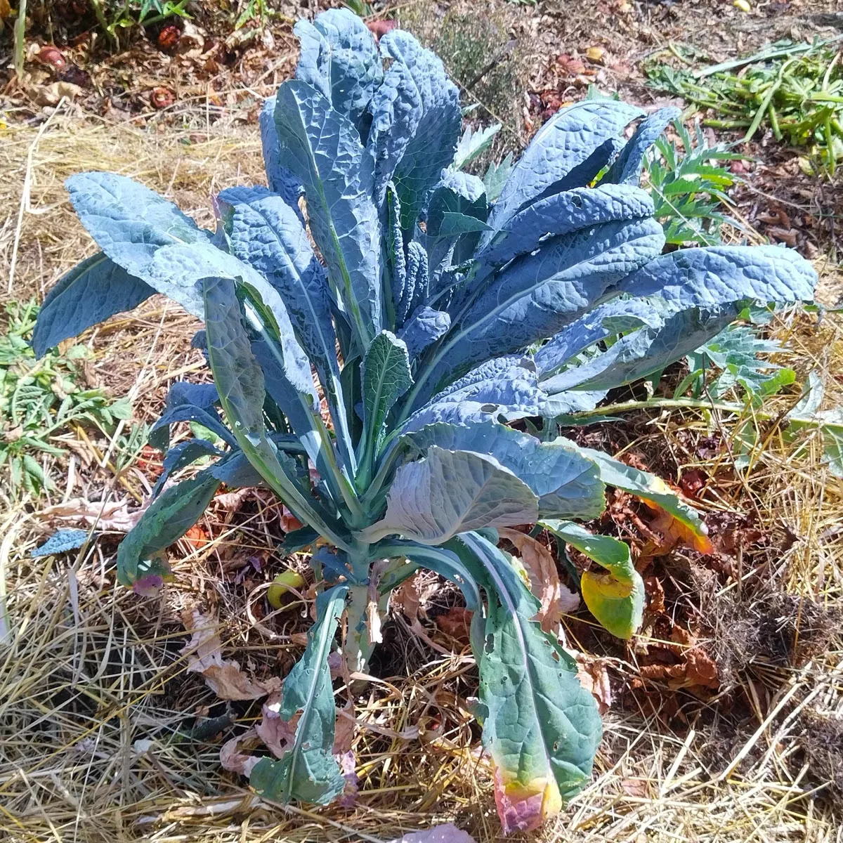Toskanischer Palmkohl 'Cavolo Nero di Toscana' (Brassica oleracea var. palmifolia) Samen