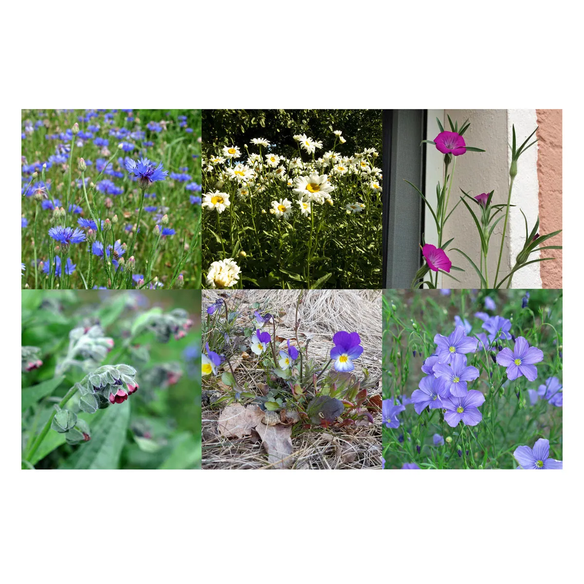 Unsere Pflanzenlieblinge: Wildblumen für Blumenfans (Bio) - Samenset