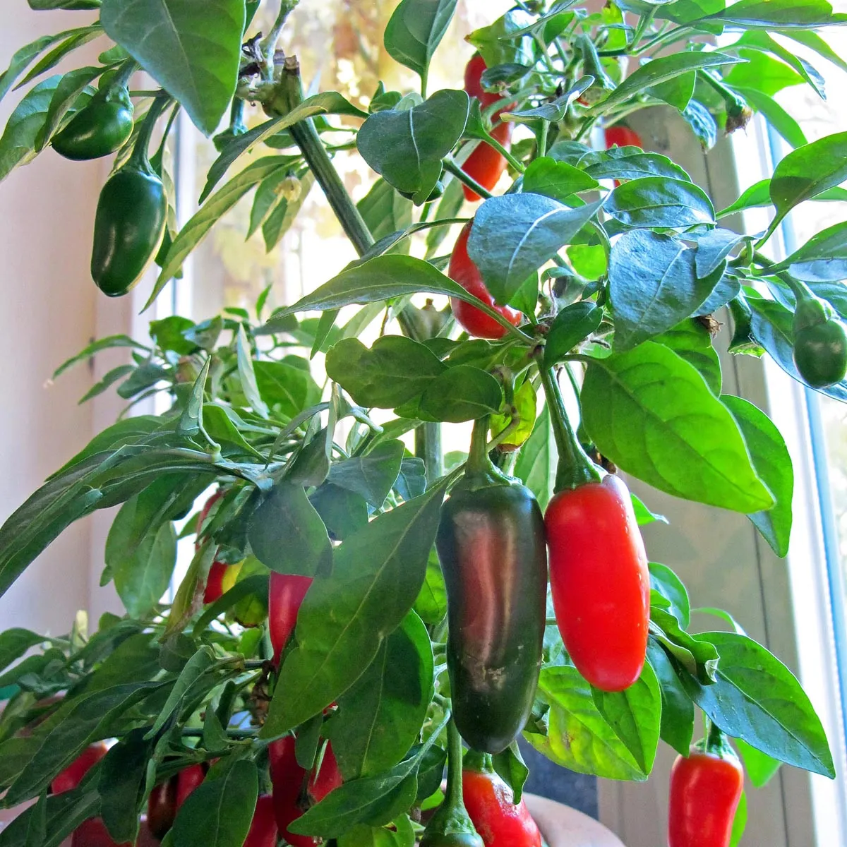 Chili 'Jalapeño' (Capsicum annuum) Bio Saatgut
