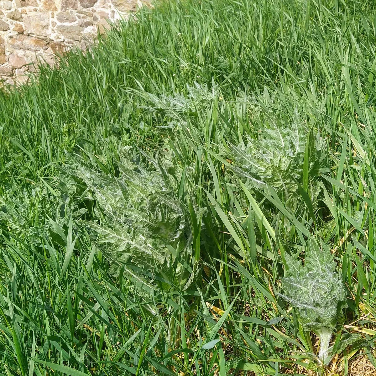 Schwarzes Bilsenkraut (Hyoscyamus niger) Bio Saatgut