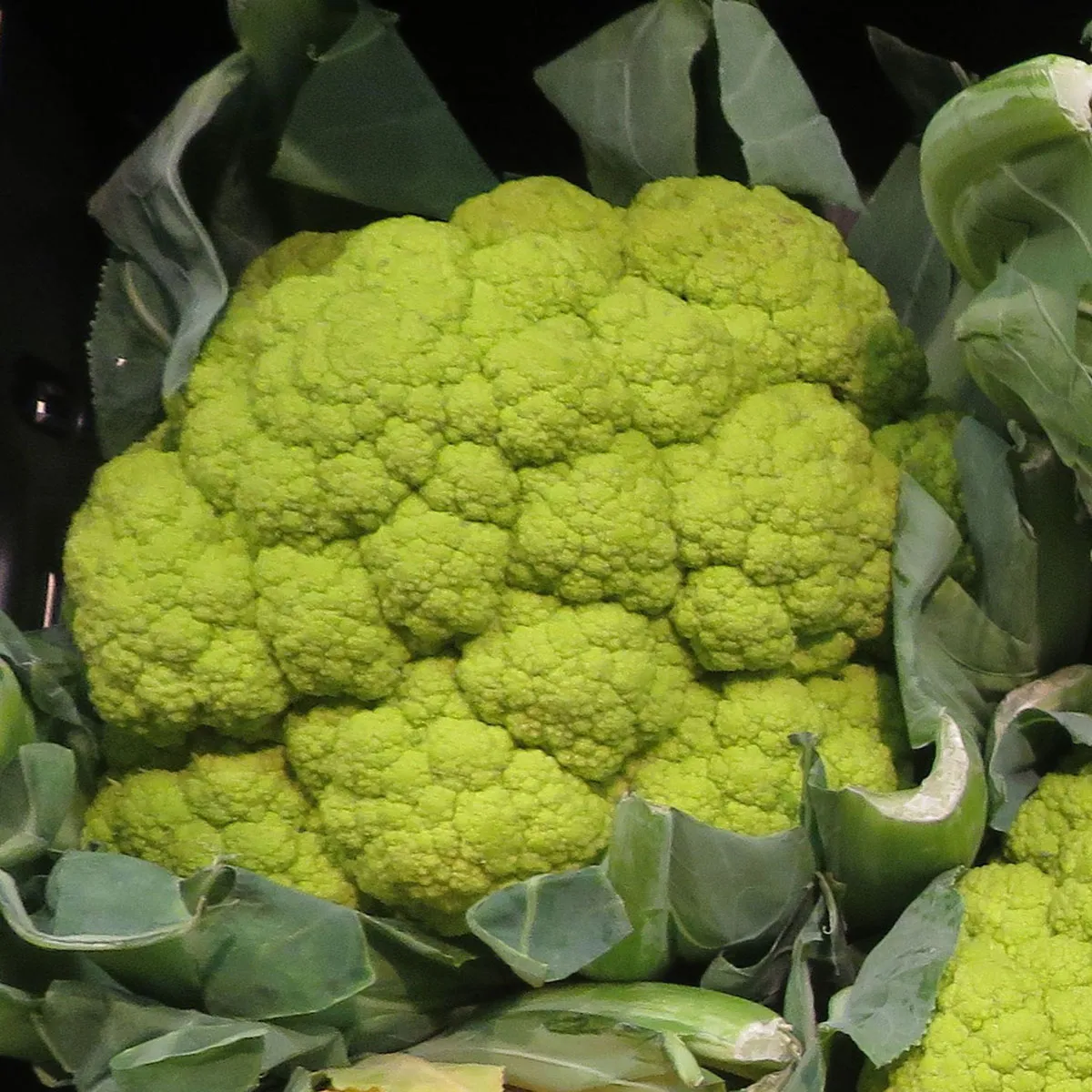 Grüner Blumenkohl 'Verde di Macerata' (Brassica oleracea var. botrytis) Samen