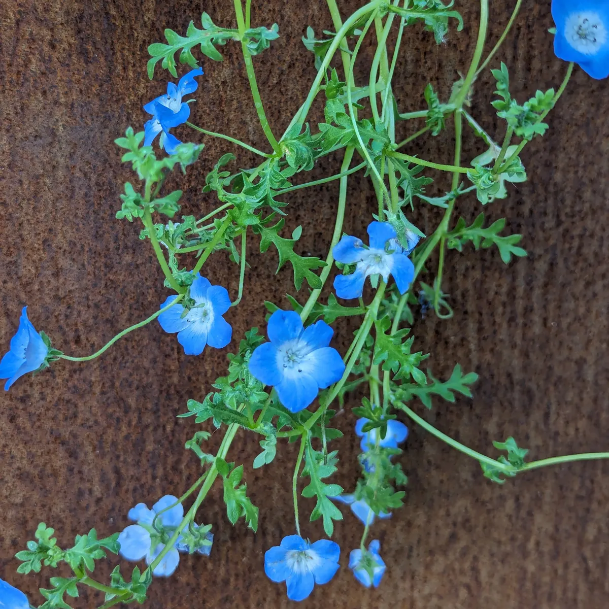 Sommerblumen in Blau (diverse Arten & Sorten) Saatgutmix