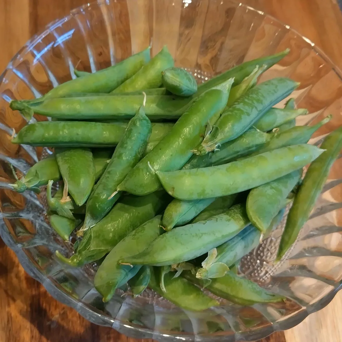 Markerbse 'Wunder von Kelvedon' (Pisum sativum L. convar. medullare) Bio Saatgut